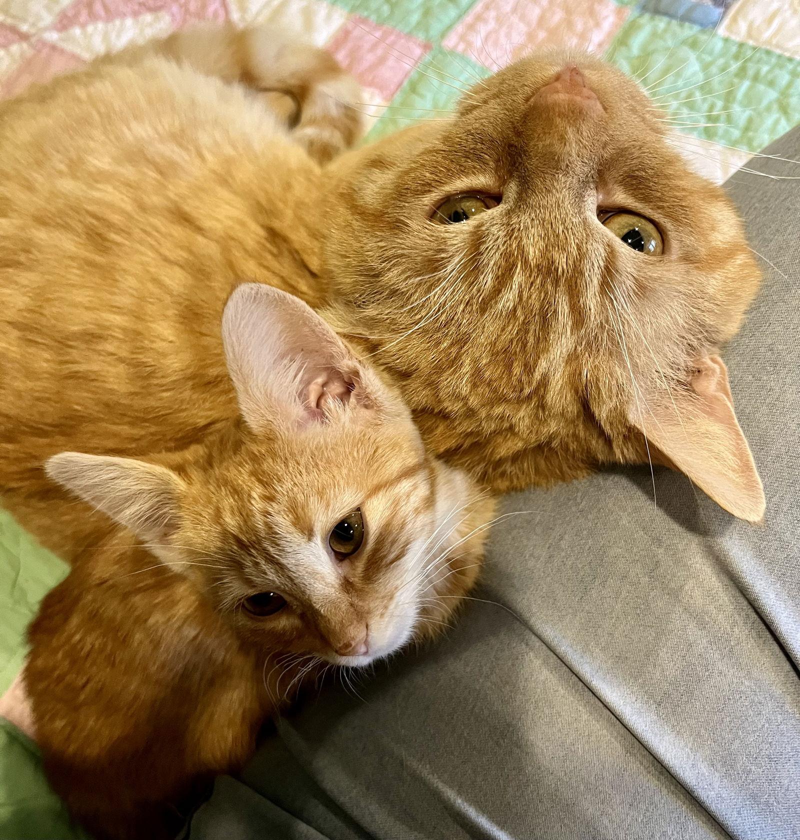 Enlarge Galway, a Adoptable Domestic Short Hair in Reston, VA image 3/3