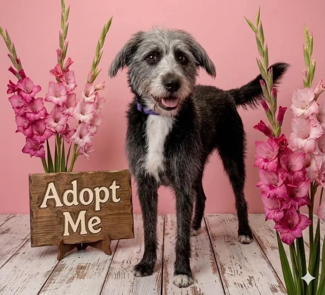 Raven, Adoptable, Adult Female Standard Poodle & Schnauzer.