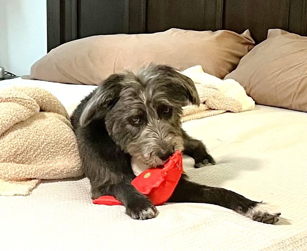 Raven, Adoptable, Adult Female Standard Poodle & Schnauzer.