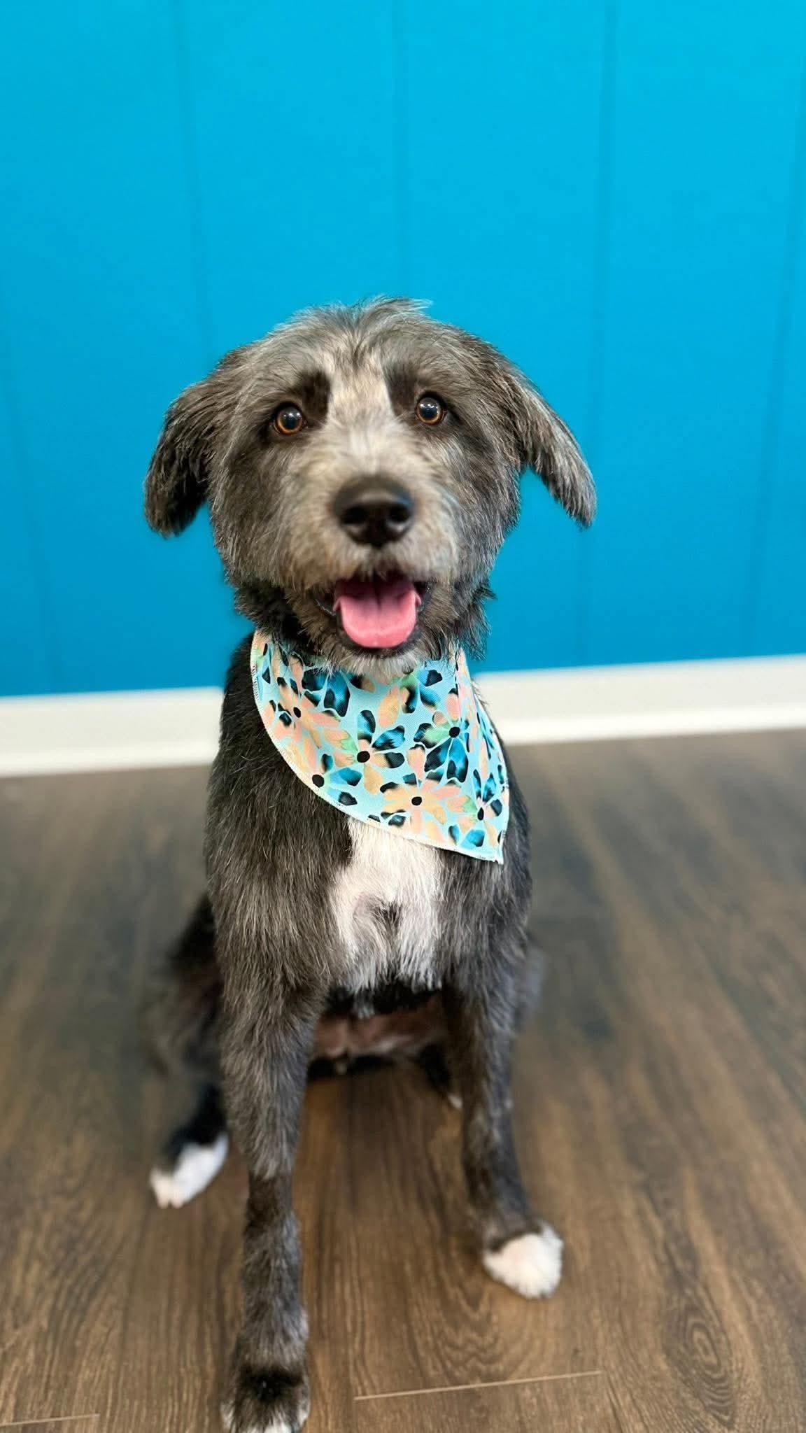 Raven, a Adoptable mixed breed in Elgin, IL image 2/3