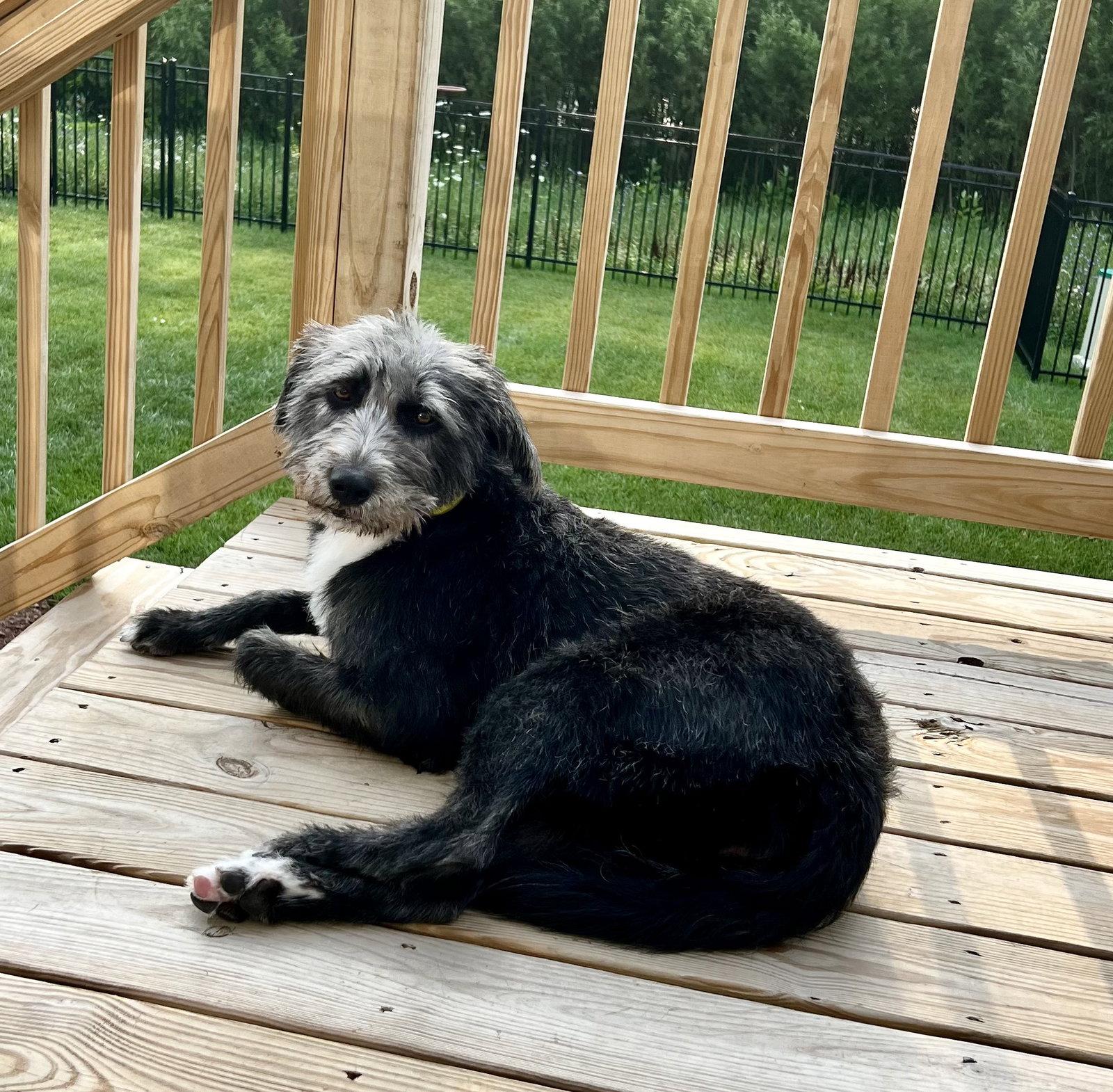 Raven, a Adoptable mixed breed in Elgin, IL image 3/3