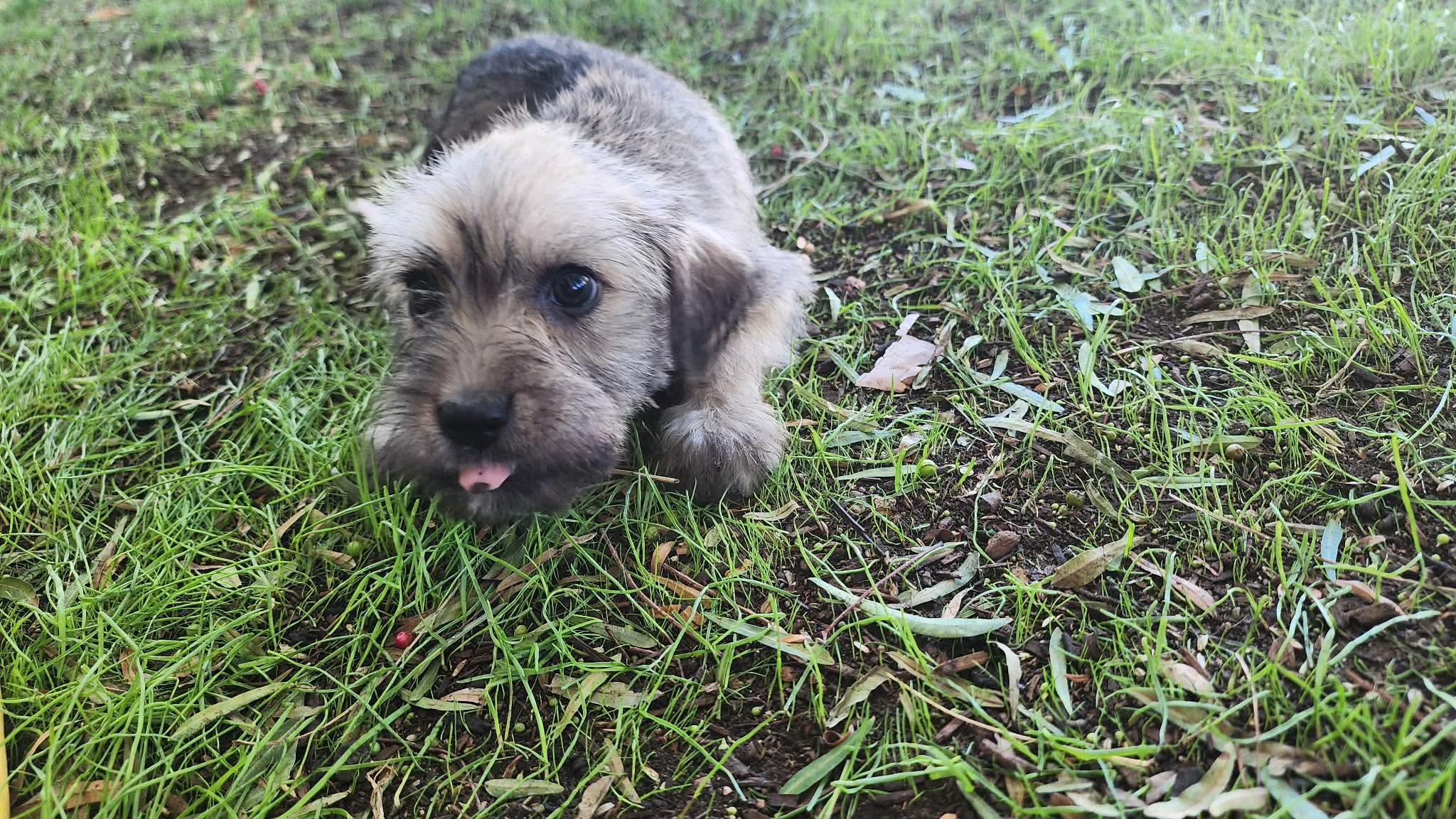 Enlarge Rubi, a Adopted mixed breed in Pomona, CA image 3/3