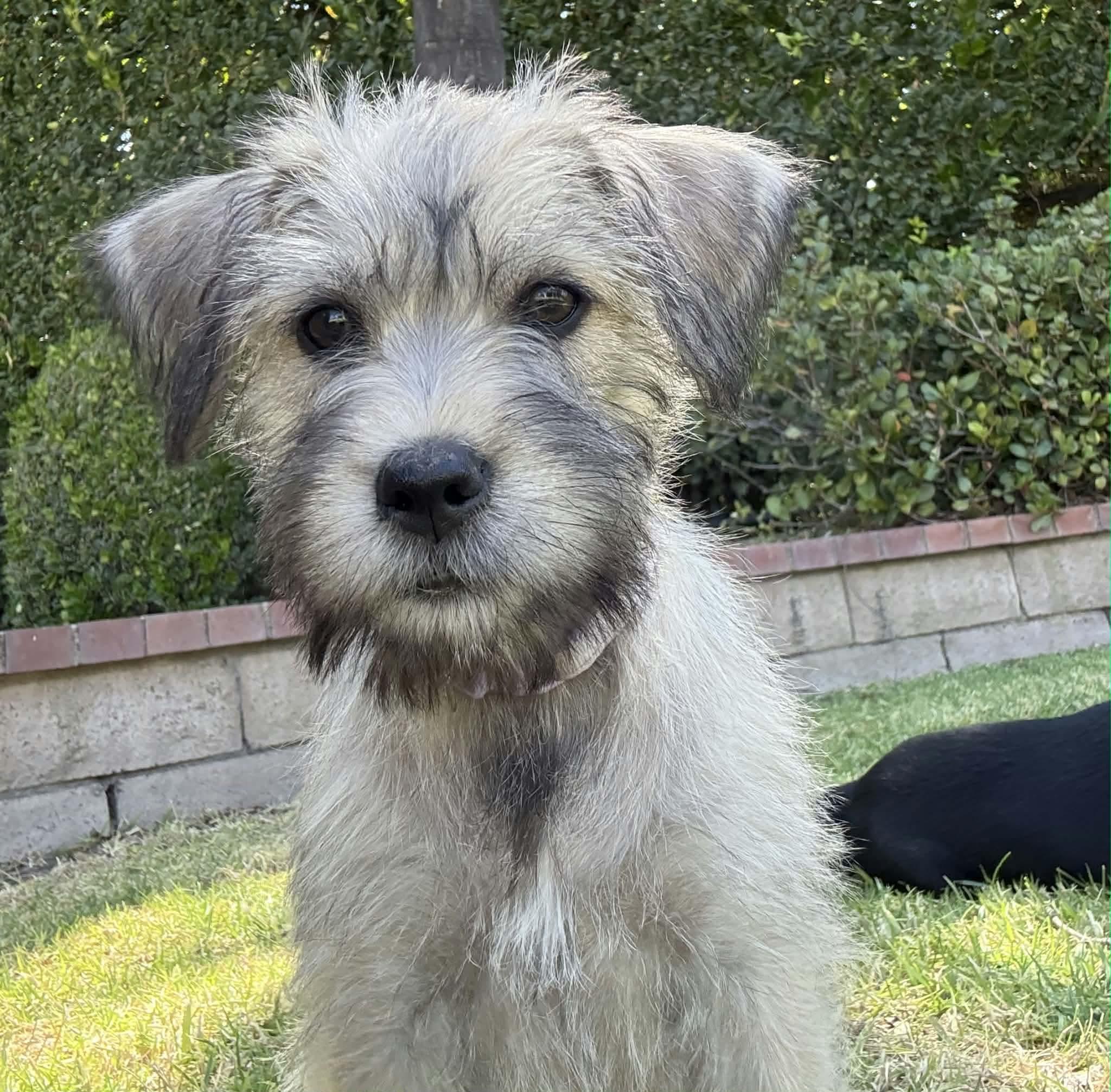 Enlarge Rubi, a Adopted mixed breed in Pomona, CA image 1/3