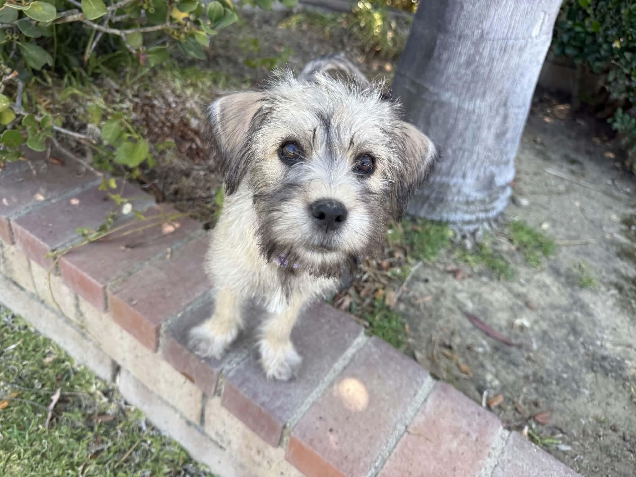 Enlarge Rubi, a Adopted mixed breed in Pomona, CA image 2/3