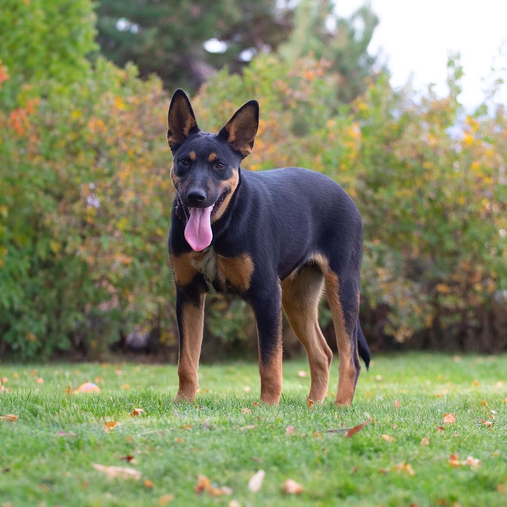 Enlarge Scooby, a Adoptable mixed breed in Washoe Valley, NV image 1/5