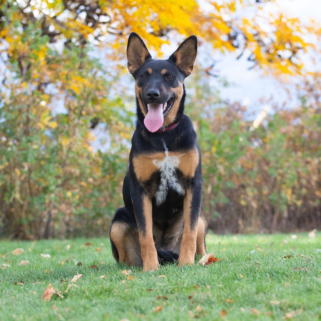 Enlarge Scooby, a Adoptable mixed breed in Washoe Valley, NV image 2/5