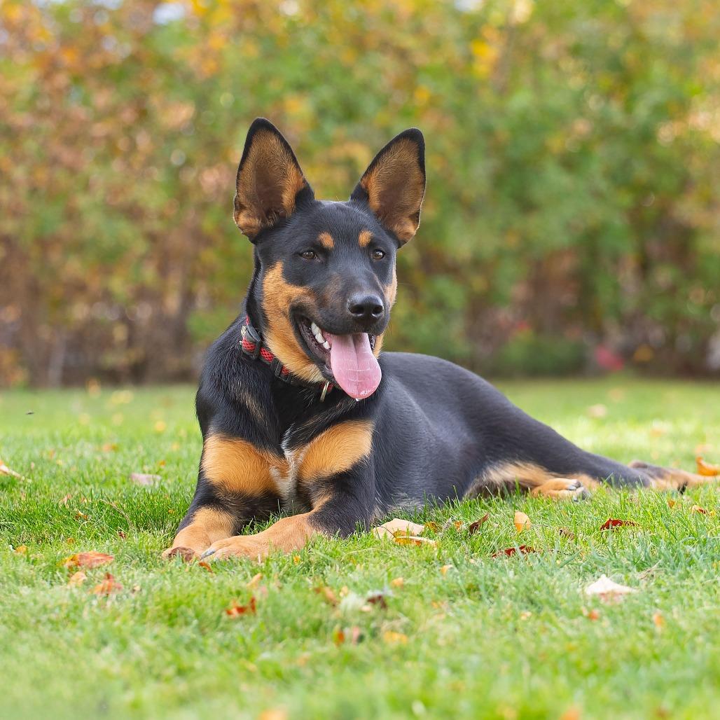 Enlarge Scooby, a Adoptable mixed breed in Washoe Valley, NV image 3/5