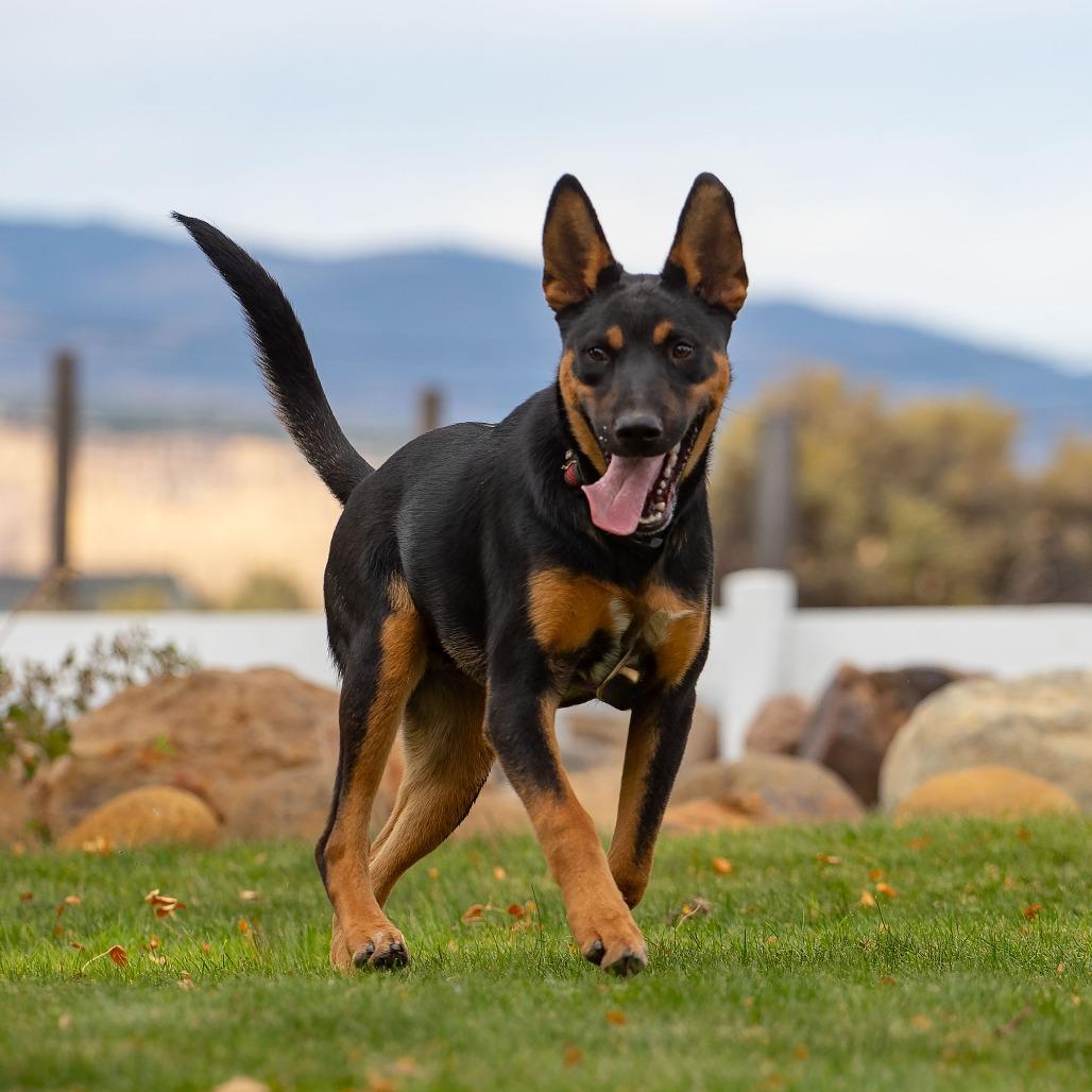 Enlarge Scooby, a Adoptable mixed breed in Washoe Valley, NV image 4/5
