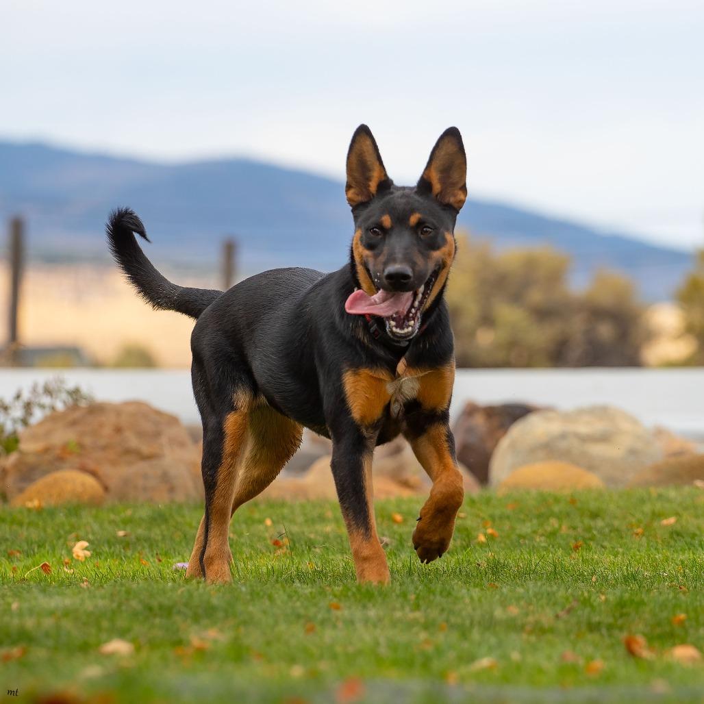 Enlarge Scooby, a Adoptable mixed breed in Washoe Valley, NV image 5/5