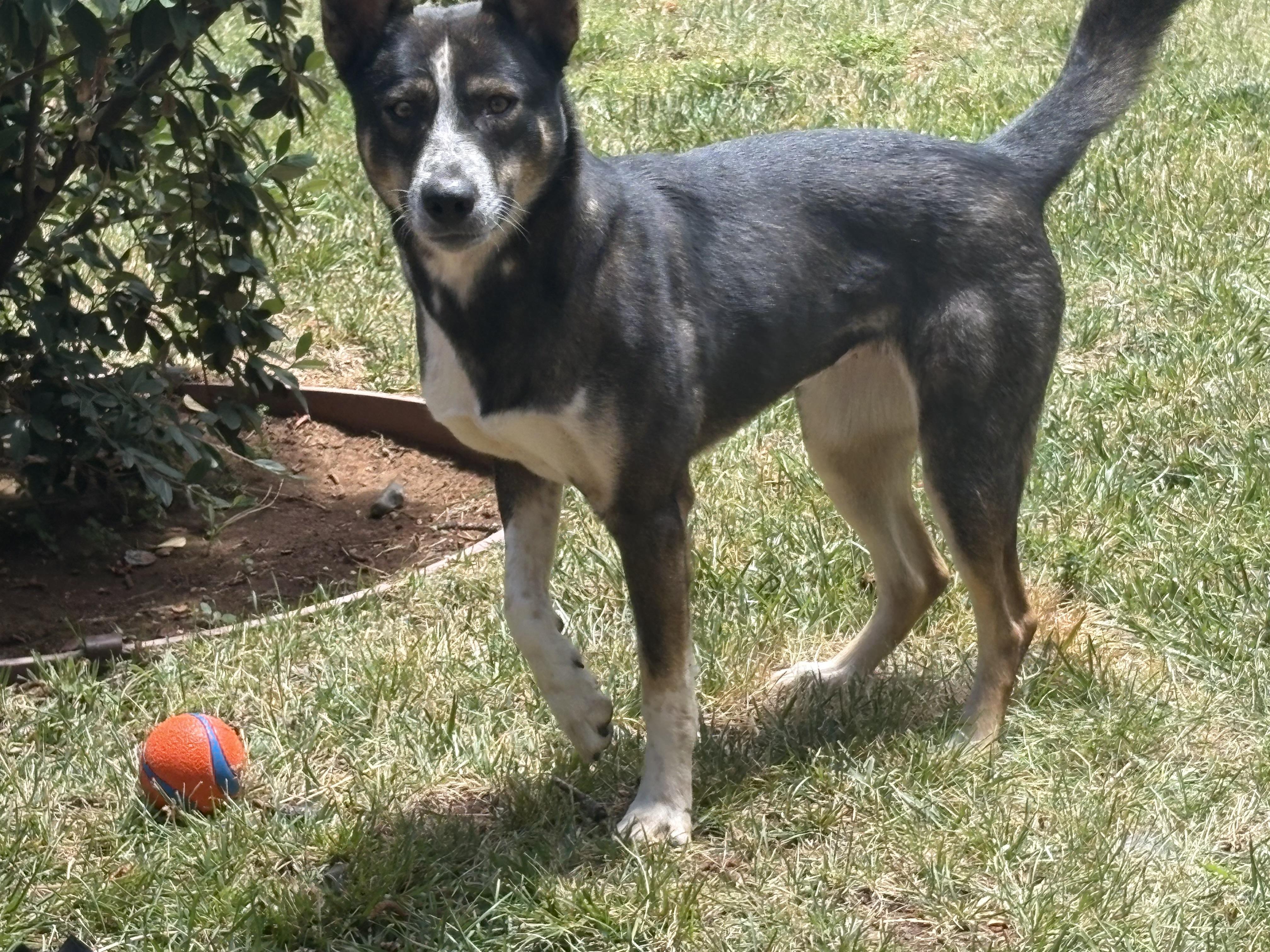 Tulip, a ADOPTABLE mixed breed in Rough And Ready, CA image 6/6