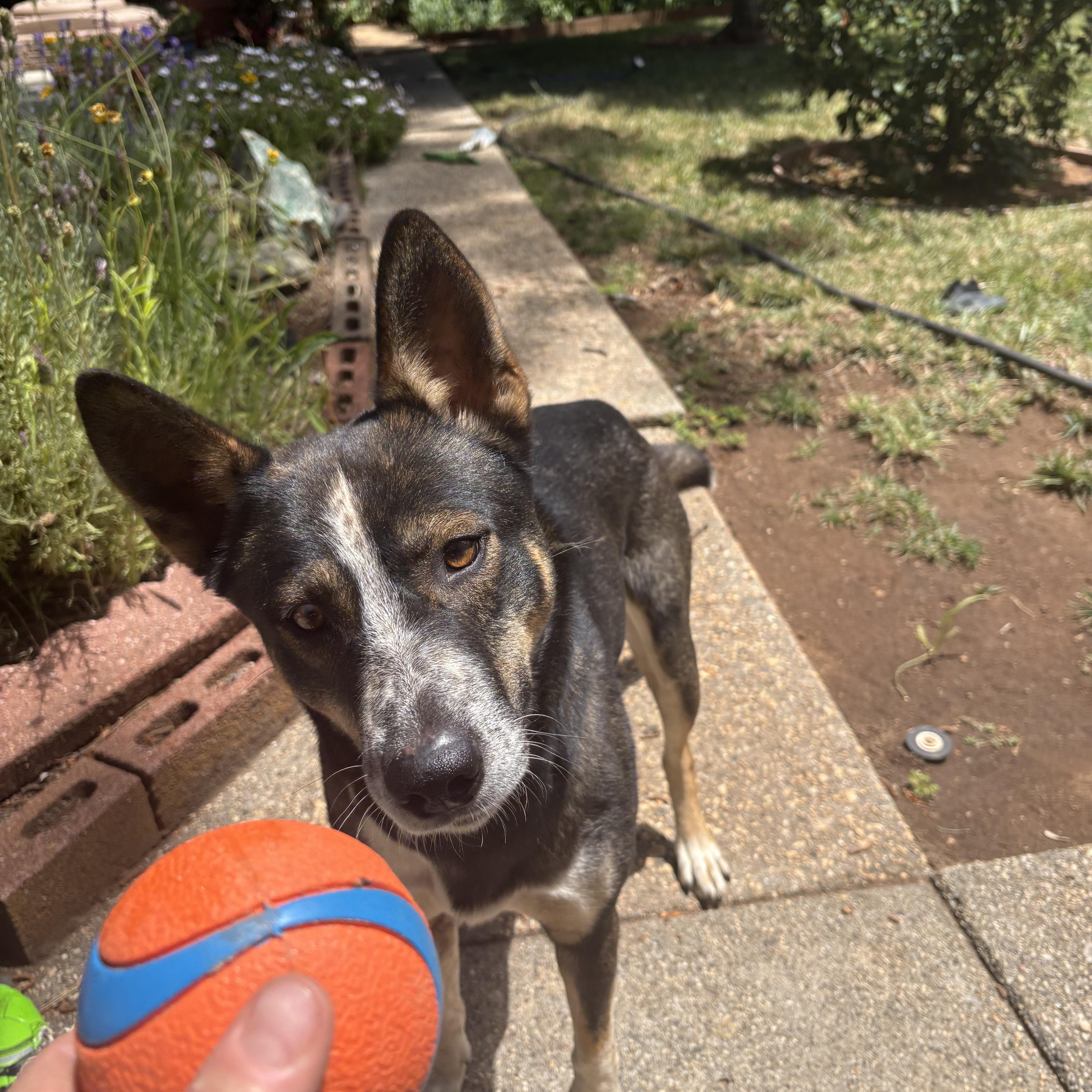 Tulip, a ADOPTABLE mixed breed in Rough And Ready, CA image 1/6