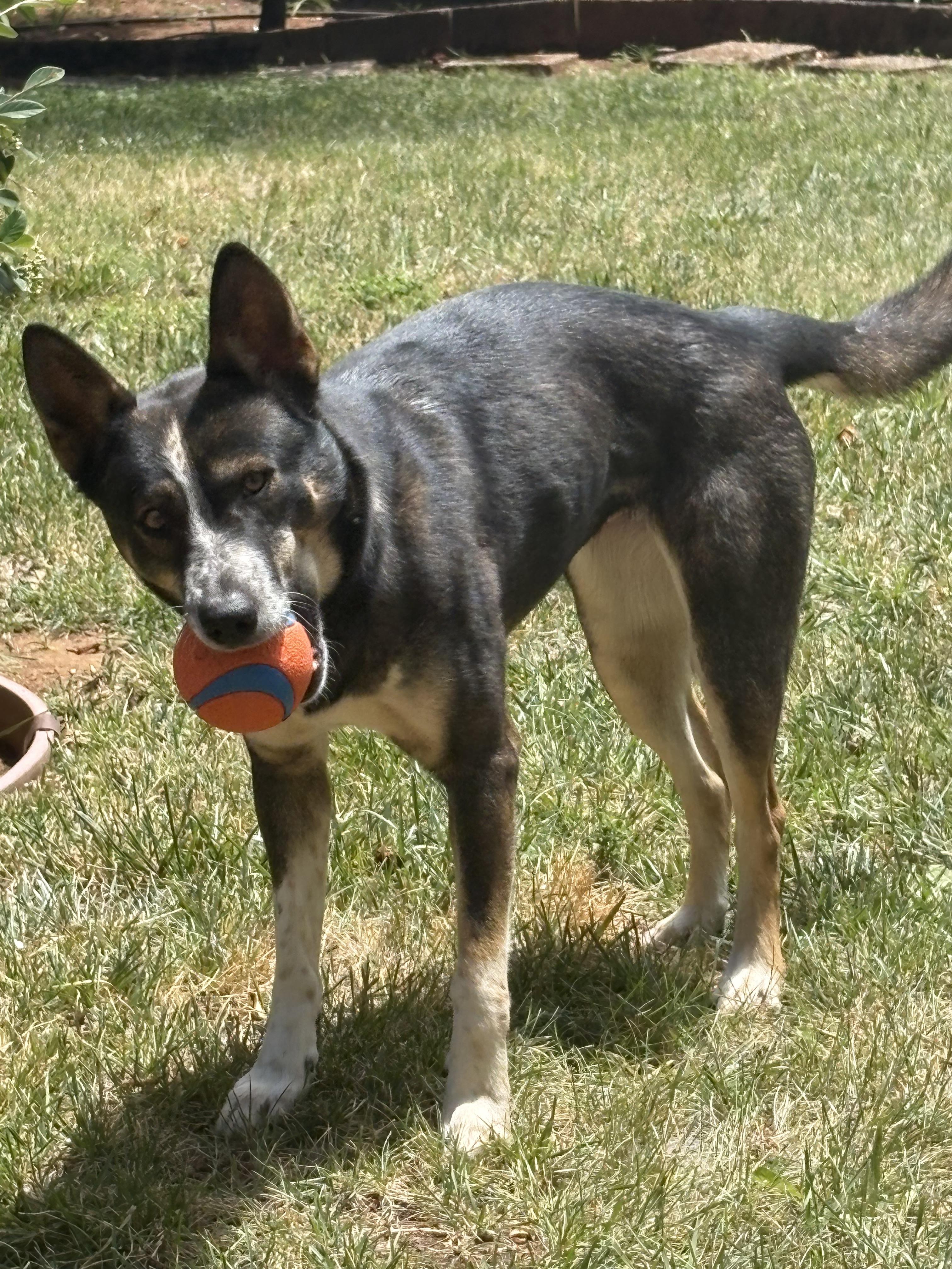 Tulip, a ADOPTABLE mixed breed in Rough And Ready, CA image 3/6
