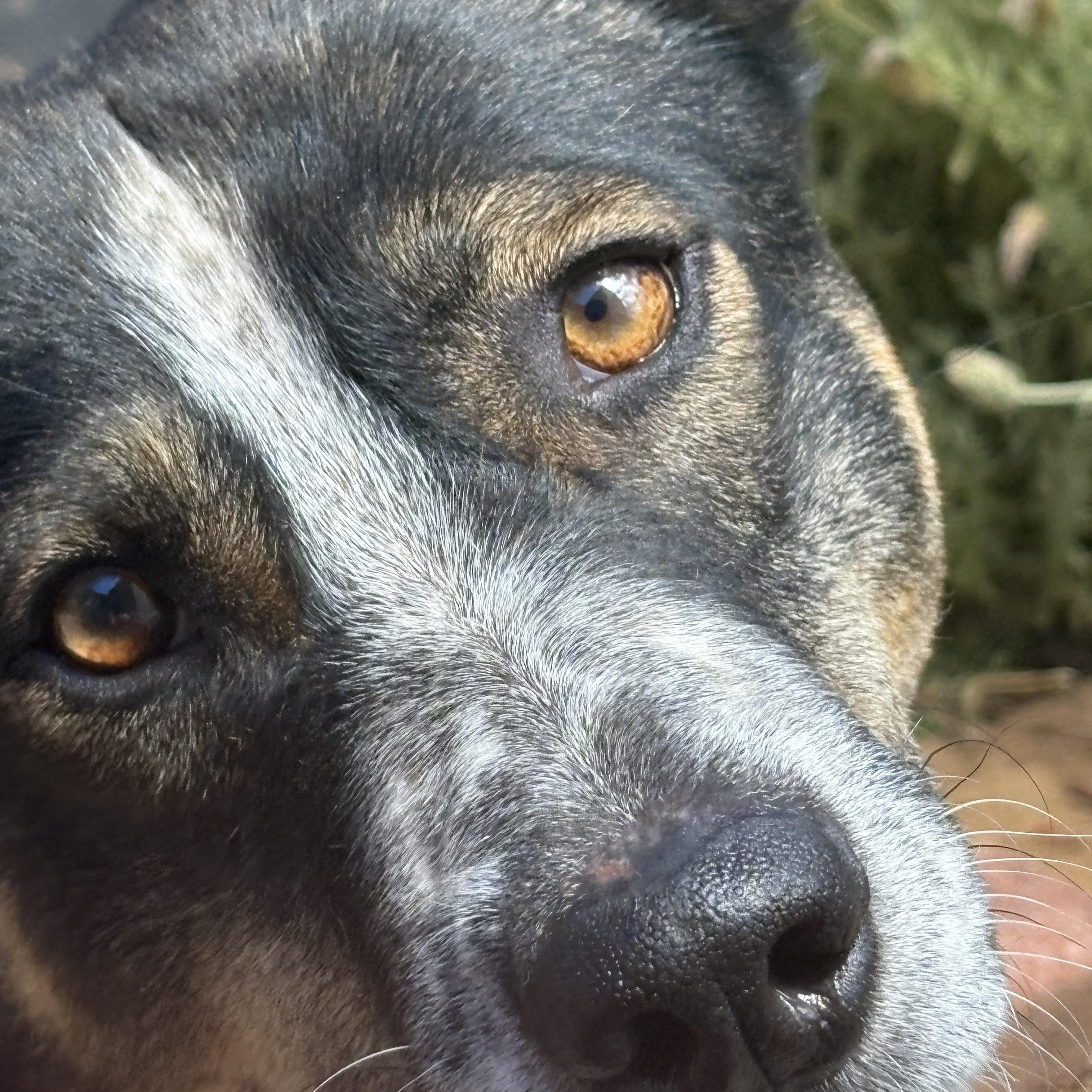 Tulip, a ADOPTABLE mixed breed in Rough And Ready, CA image 5/6