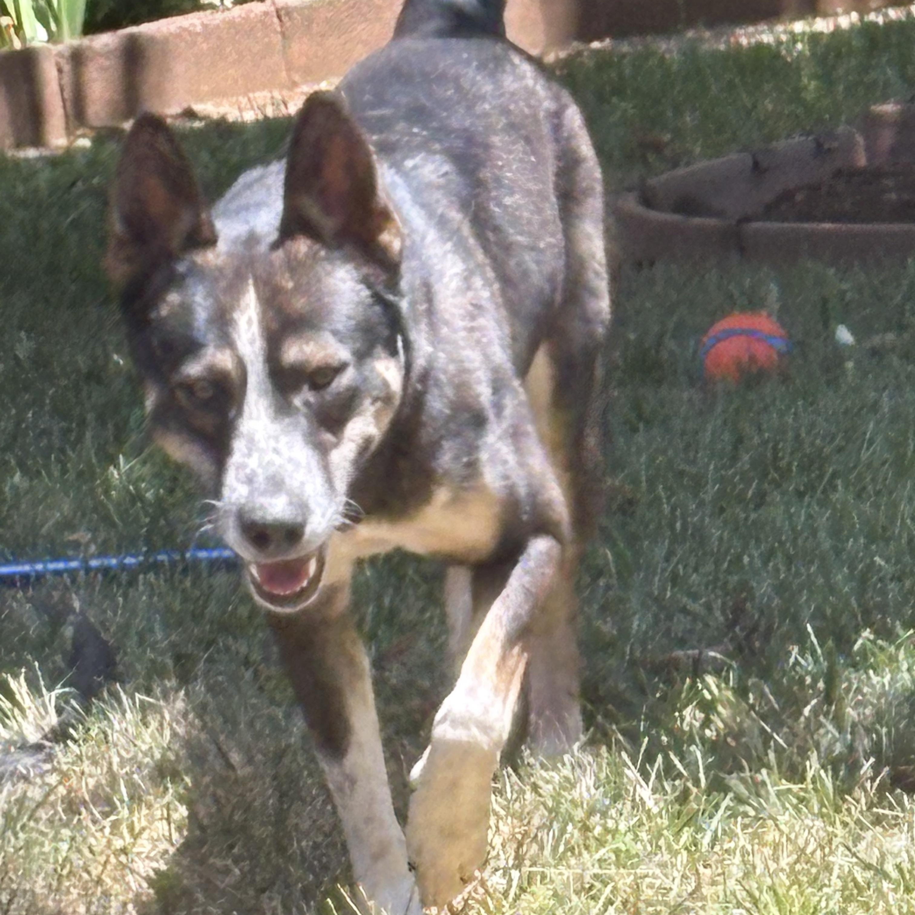 Tulip, a ADOPTABLE mixed breed in Rough And Ready, CA image 4/6