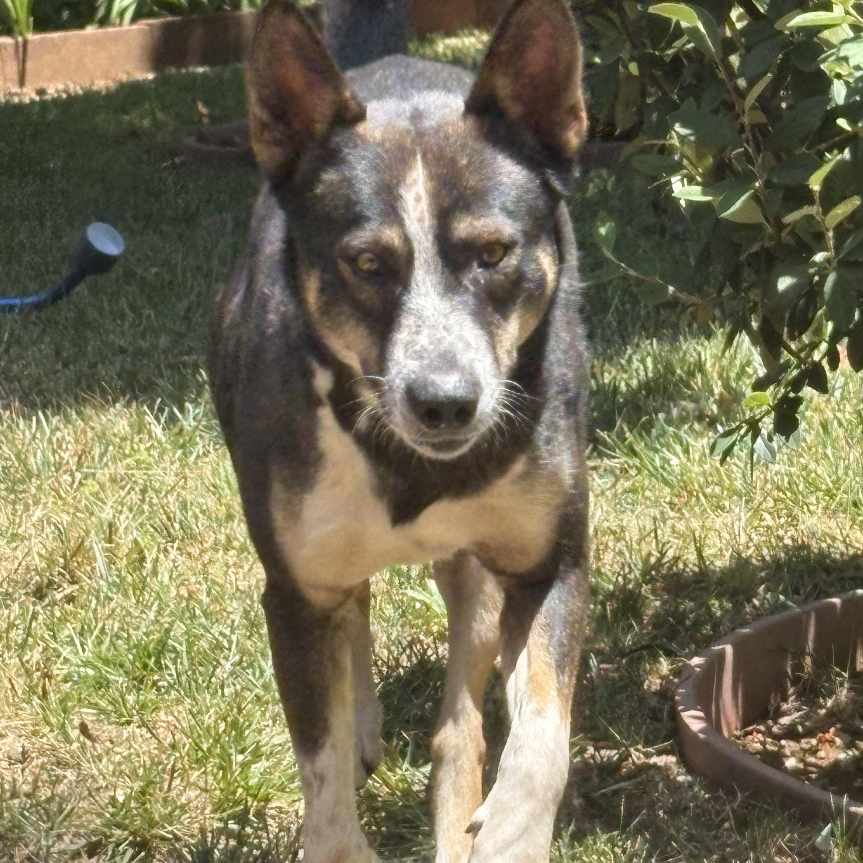 Tulip, a ADOPTABLE mixed breed in Rough And Ready, CA image 2/6