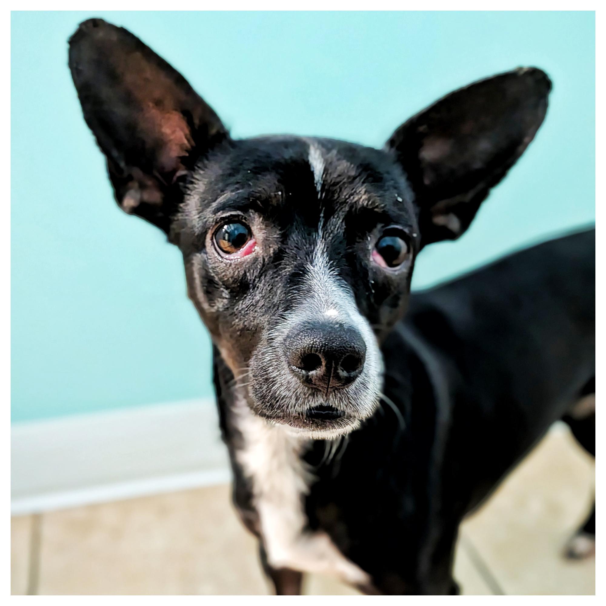 Bentley1, ADOPTABLE, Puppy Male Chihuahua.
