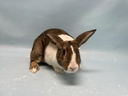 Mochi, Adoptable, Adult Female Dutch & Dutch.