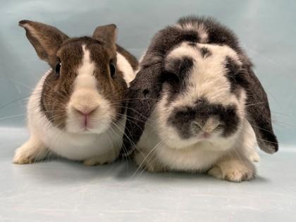 Enlarge Mochi, a Adoptable mixed breed in Coon Rapids, MN image 2/2