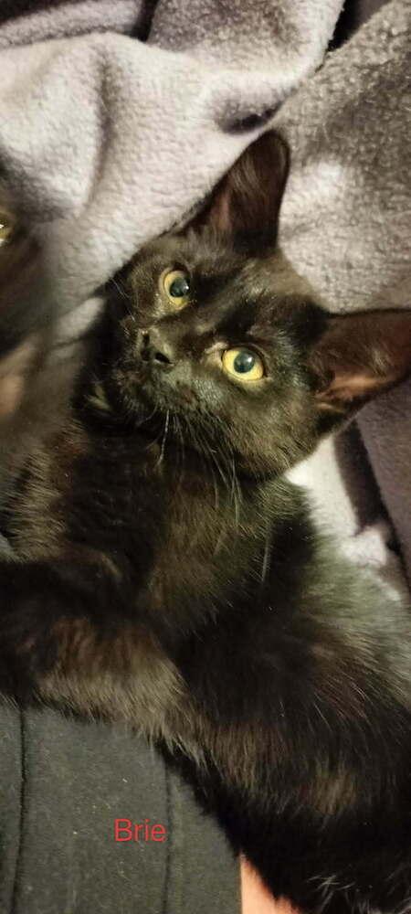 Enlarge Brie, a Adoptable mixed breed in Boone, CO image 1/1