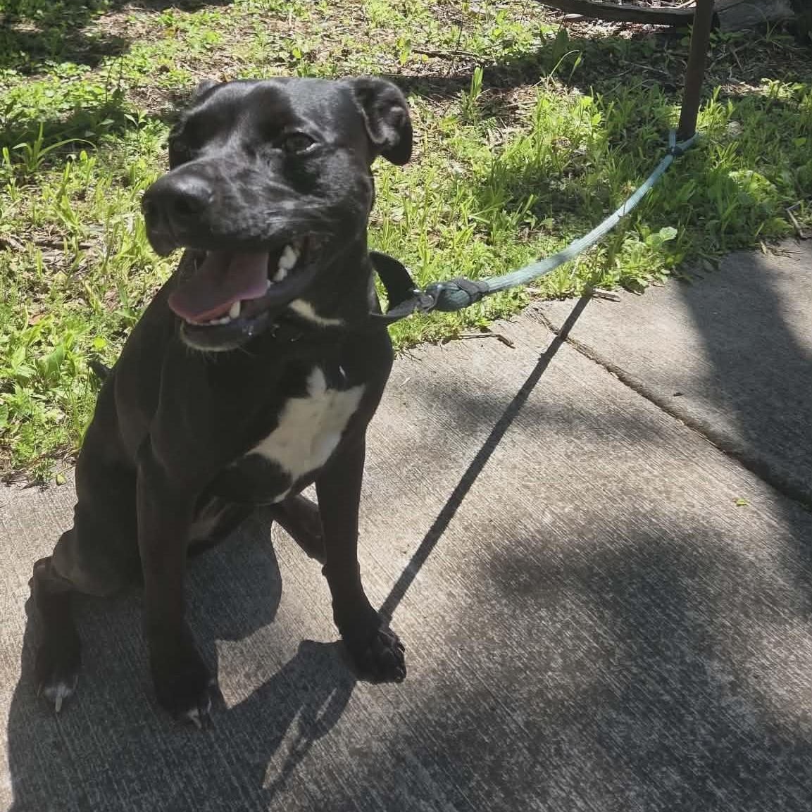 Onyx, an adopted mixed breed in Rochester, NY image 4/5
