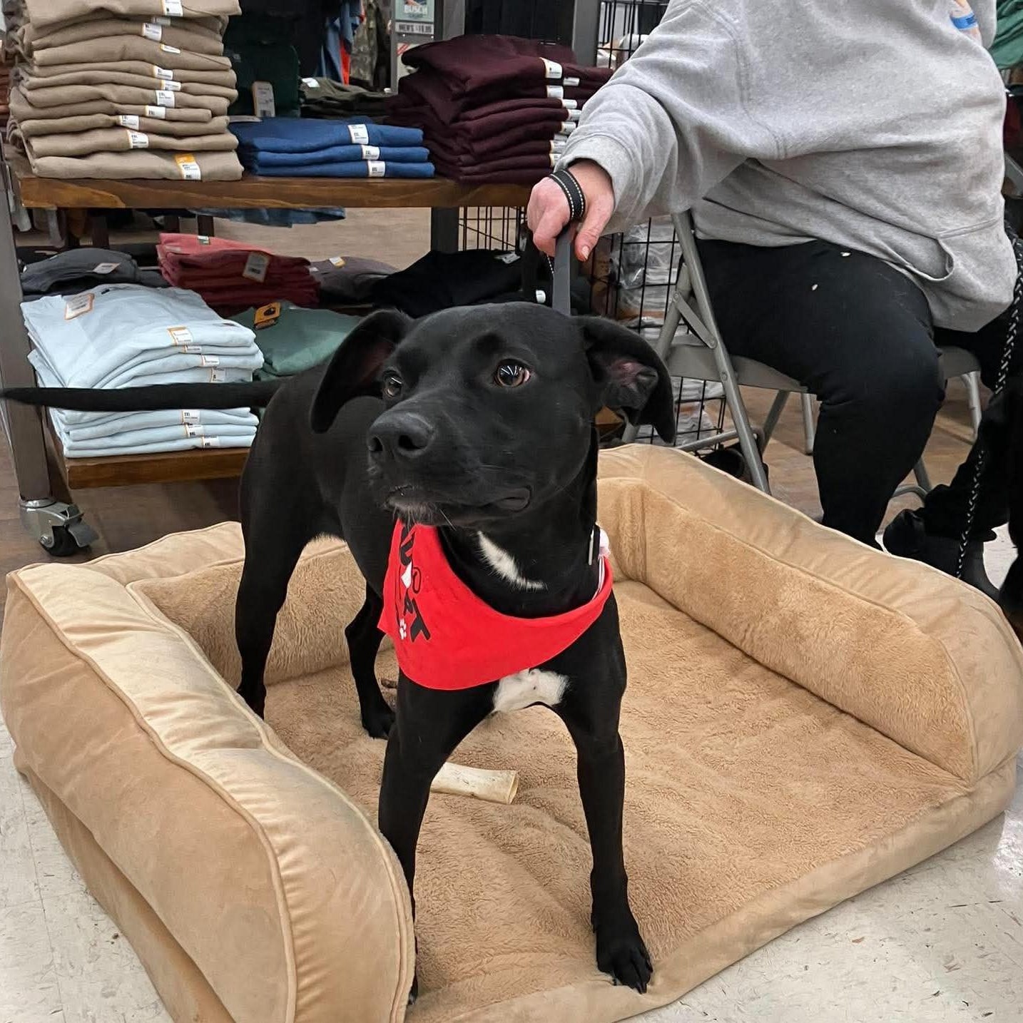 Onyx, an adopted mixed breed in Rochester, NY image 1/5