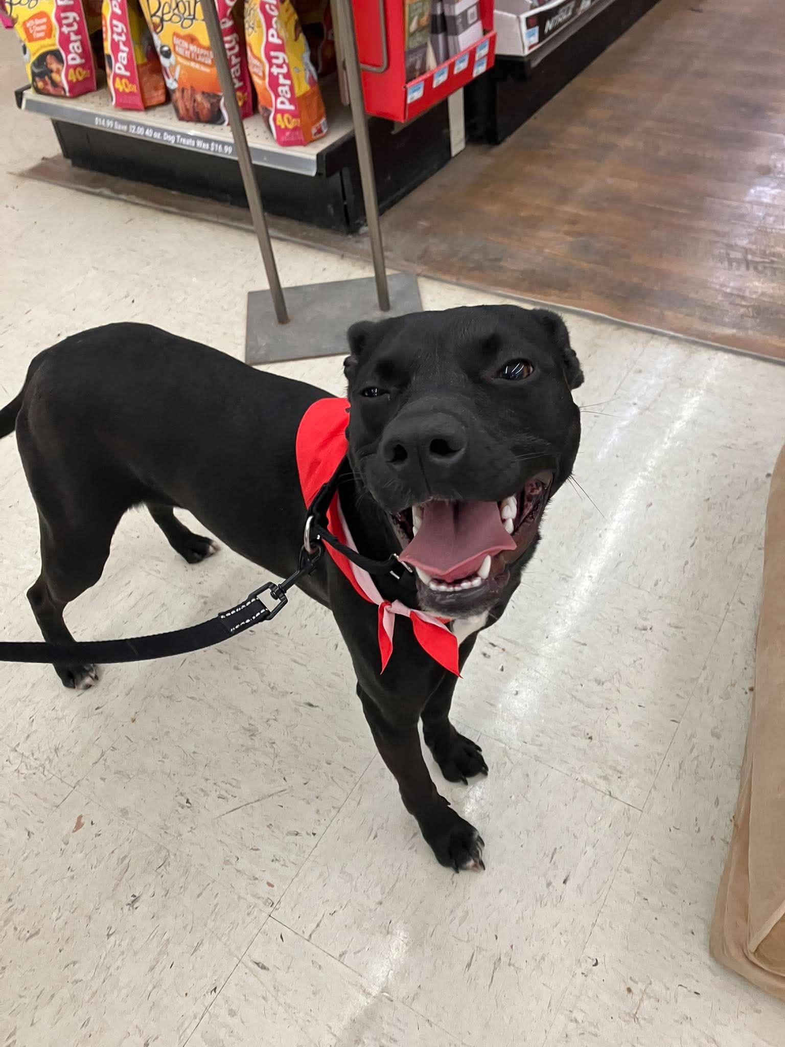 Onyx, an adopted mixed breed in Rochester, NY image 5/5