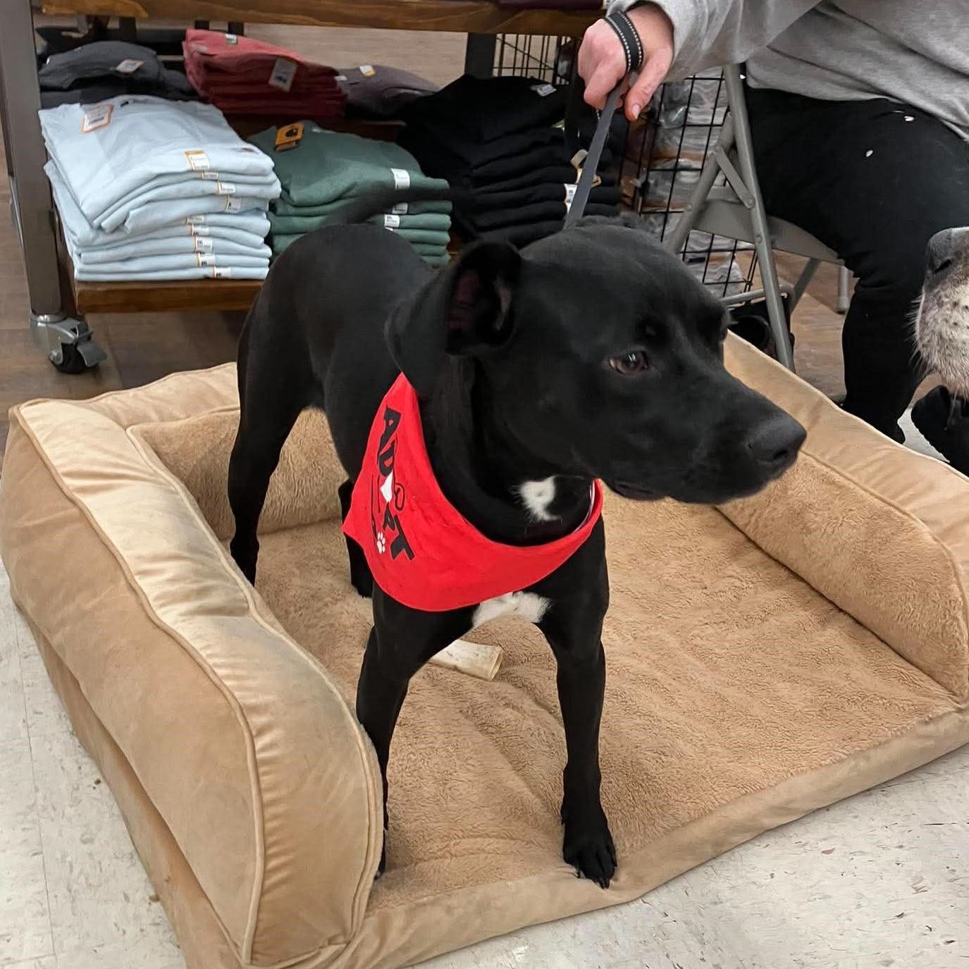 Onyx, an adopted mixed breed in Rochester, NY image 2/5
