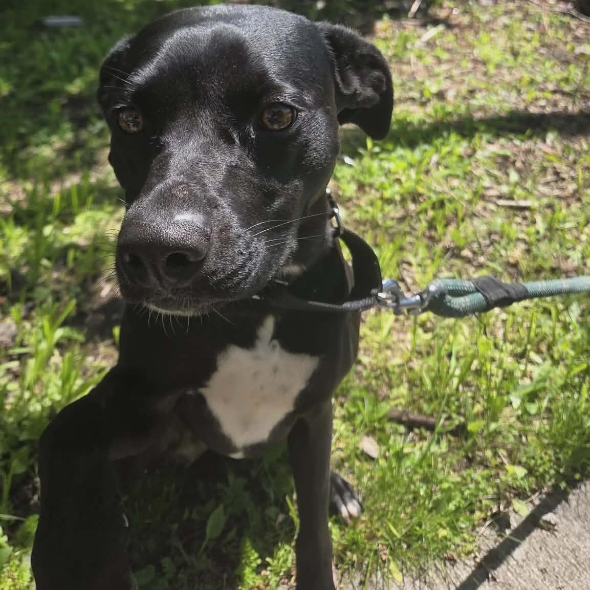 Onyx, an adopted mixed breed in Rochester, NY image 3/5