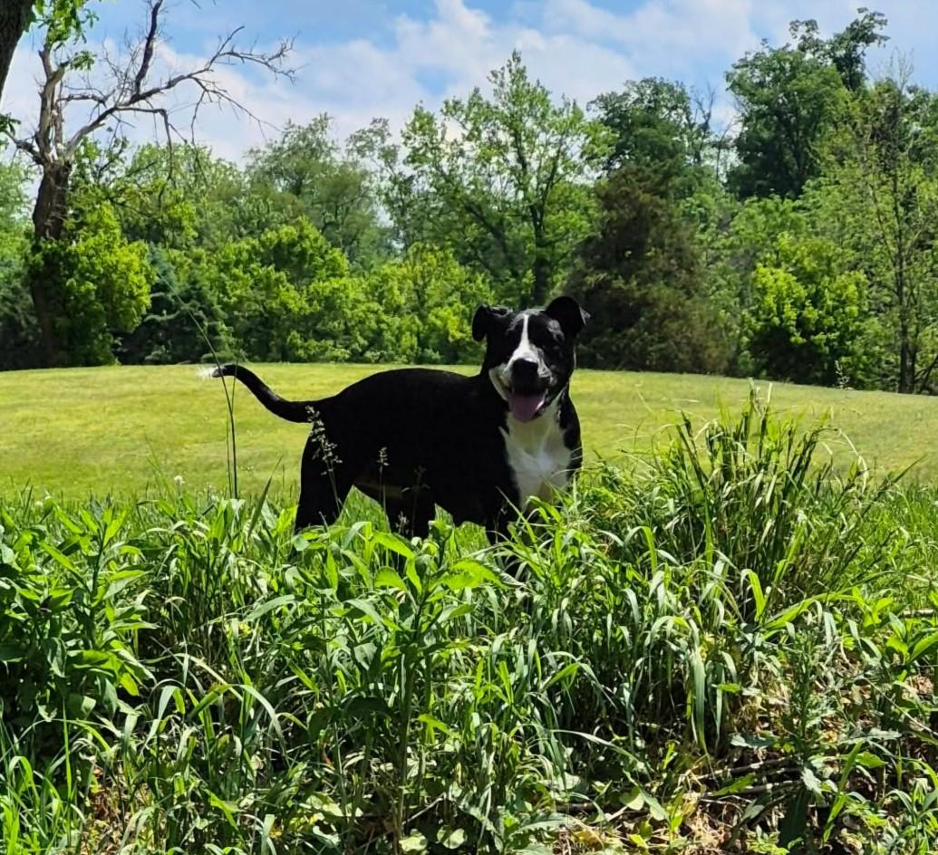 Enlarge Rain, a ADOPTABLE mixed breed in Mechanicsburg, PA image 5/6