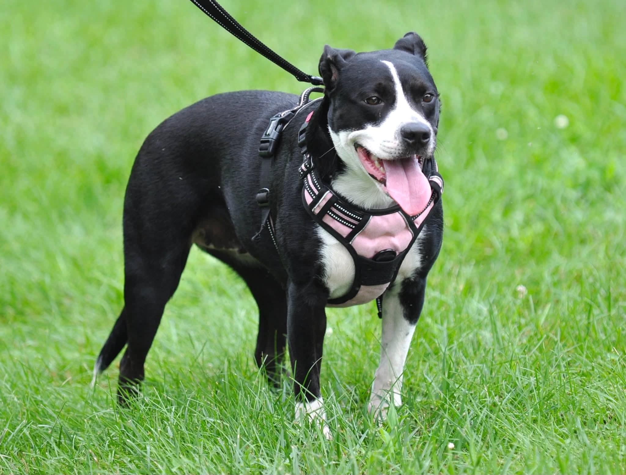 Enlarge Rain, a ADOPTABLE mixed breed in Mechanicsburg, PA image 3/6