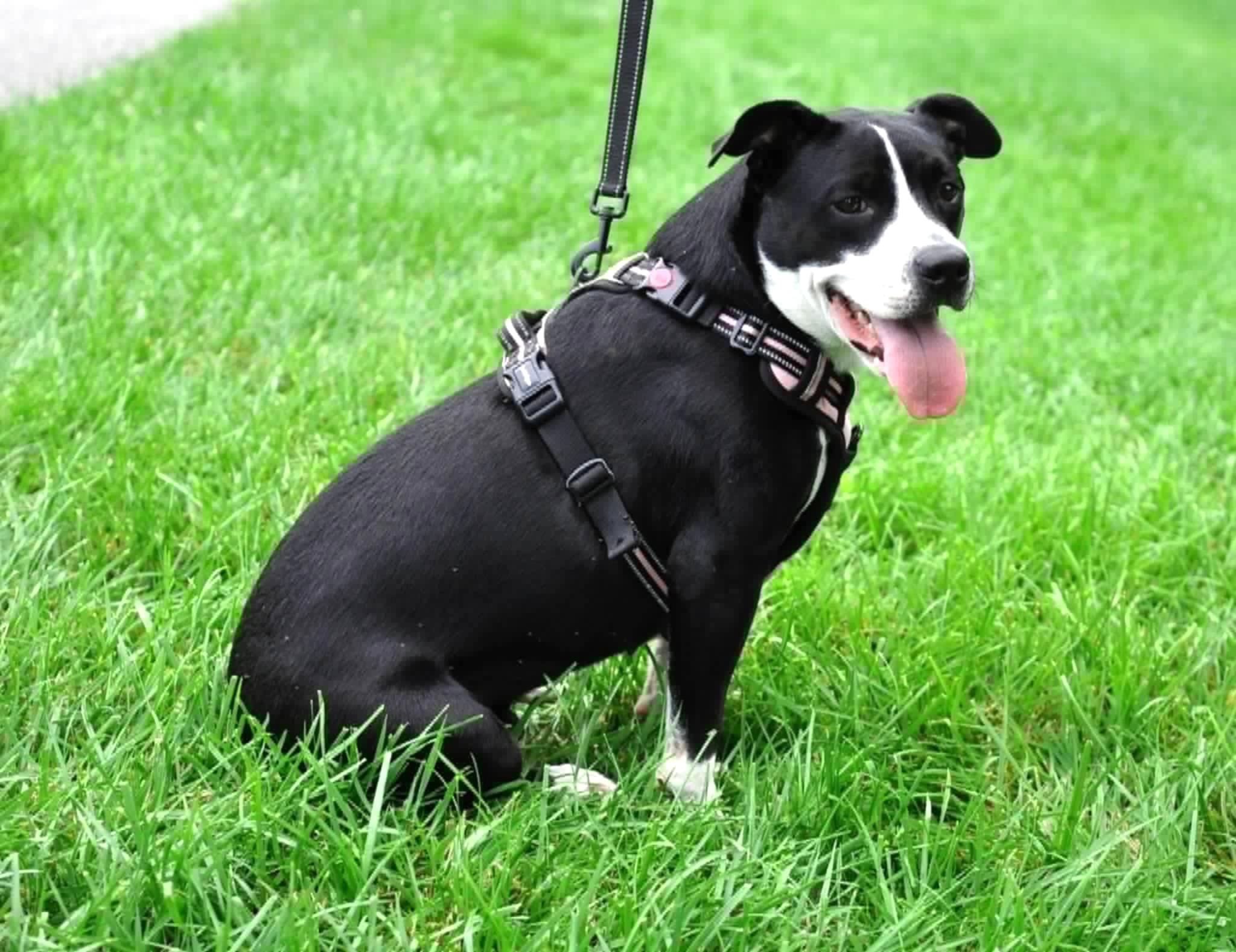 Enlarge Rain, a ADOPTABLE mixed breed in Mechanicsburg, PA image 2/6
