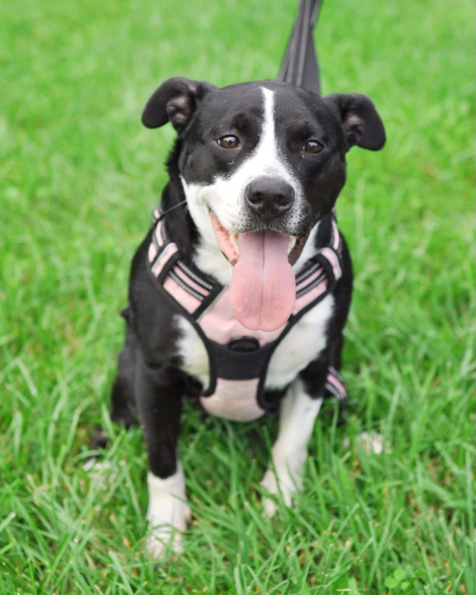 Enlarge Rain, a ADOPTABLE mixed breed in Mechanicsburg, PA image 6/6