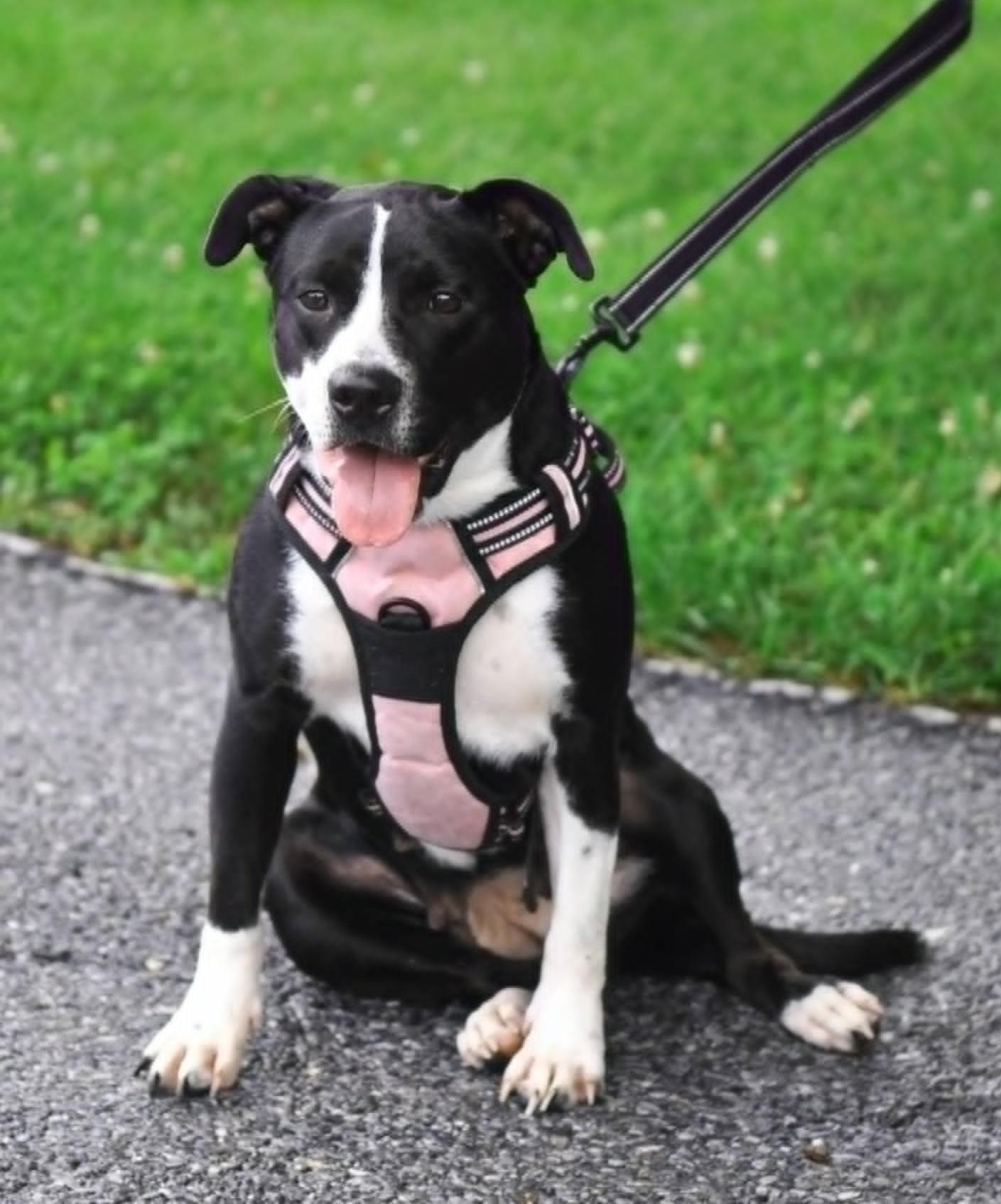 Enlarge Rain, a ADOPTABLE mixed breed in Mechanicsburg, PA image 1/6