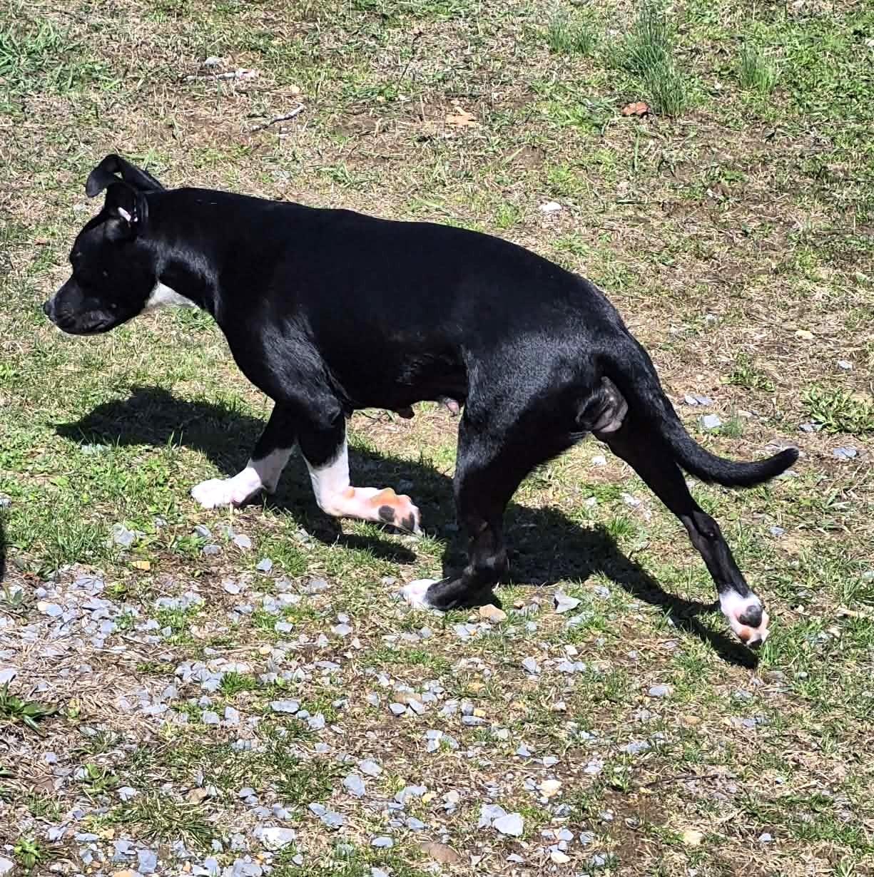 Enlarge Rain, a ADOPTABLE mixed breed in Mechanicsburg, PA image 4/6