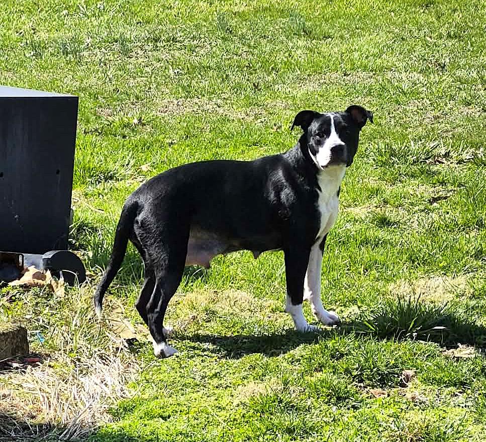 Enlarge Rain, a ADOPTABLE mixed breed in Mechanicsburg, PA image 3/6
