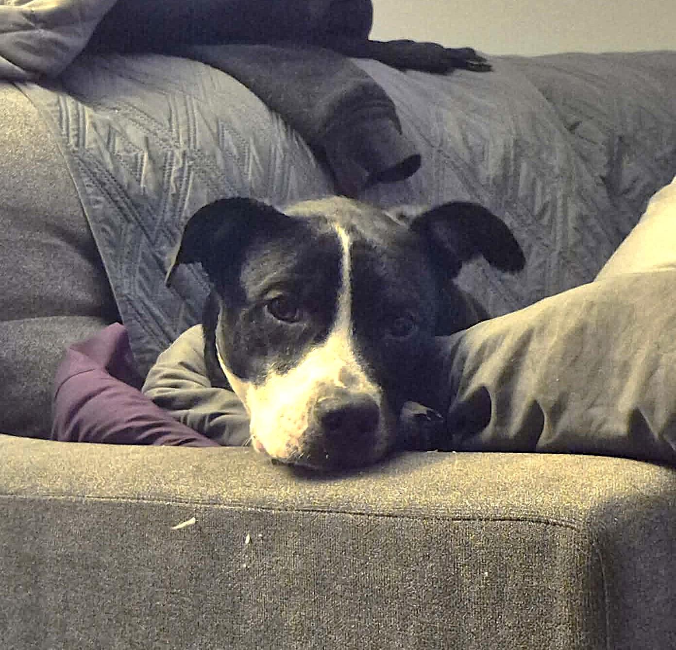 Rain, ADOPTABLE, Young Female Pit Bull Terrier.