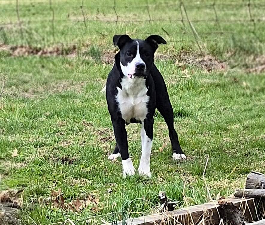 Enlarge Rain, a ADOPTABLE mixed breed in Mechanicsburg, PA image 2/6