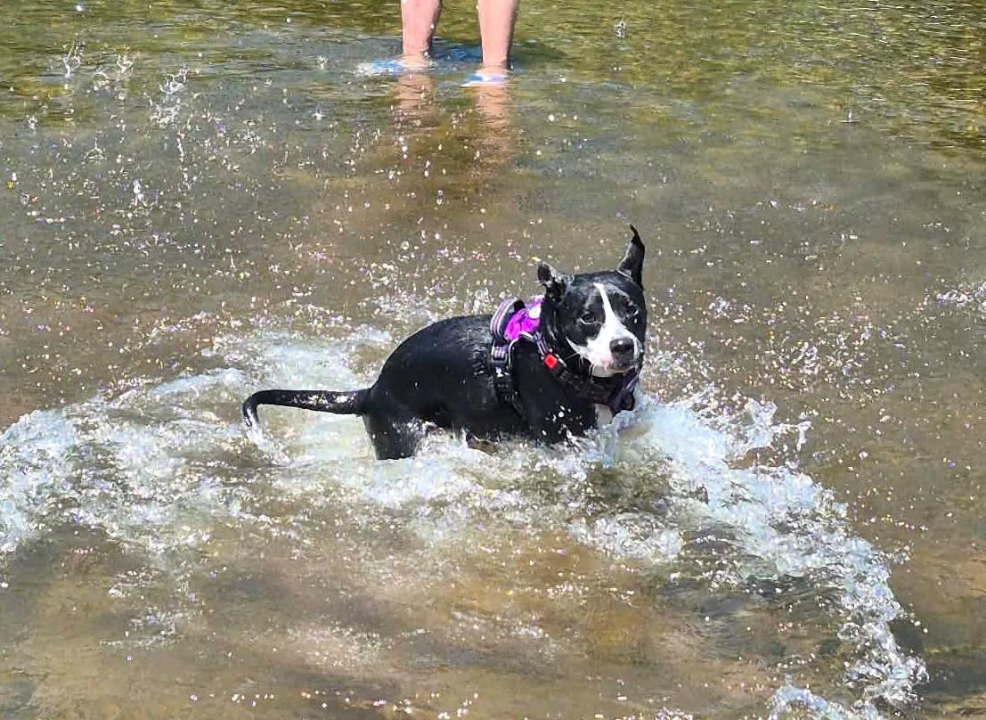 Rain, ADOPTABLE, Young Female Pit Bull Terrier.