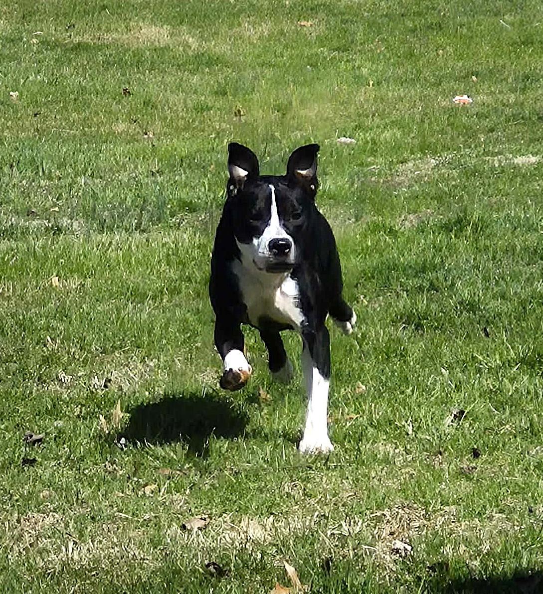 Enlarge Rain, a ADOPTABLE mixed breed in Mechanicsburg, PA image 5/6