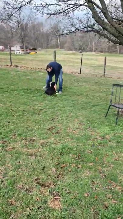 Enlarge Rain, a ADOPTABLE mixed breed in Mechanicsburg, PA video 6/6