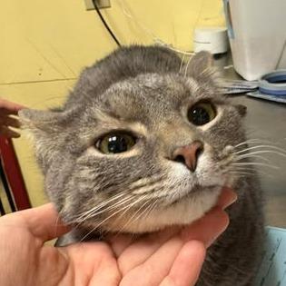 Clark, Adoptable, Adult Male Domestic Short Hair.