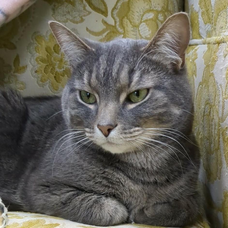 Clark, a Adoptable Domestic Short Hair in Shinnston, WV image 2/4