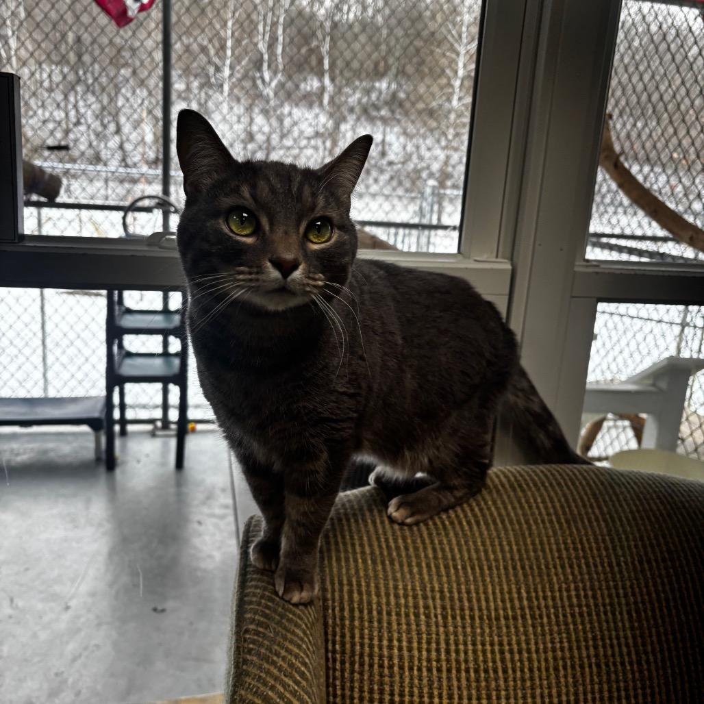 Clark, a Adoptable Domestic Short Hair in Shinnston, WV image 3/4