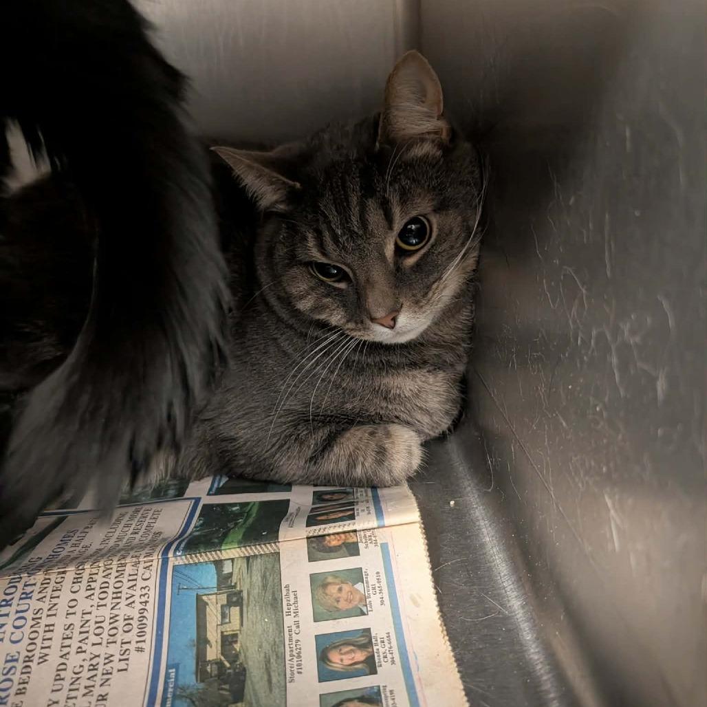 Clark, a Adoptable Domestic Short Hair in Shinnston, WV image 4/4