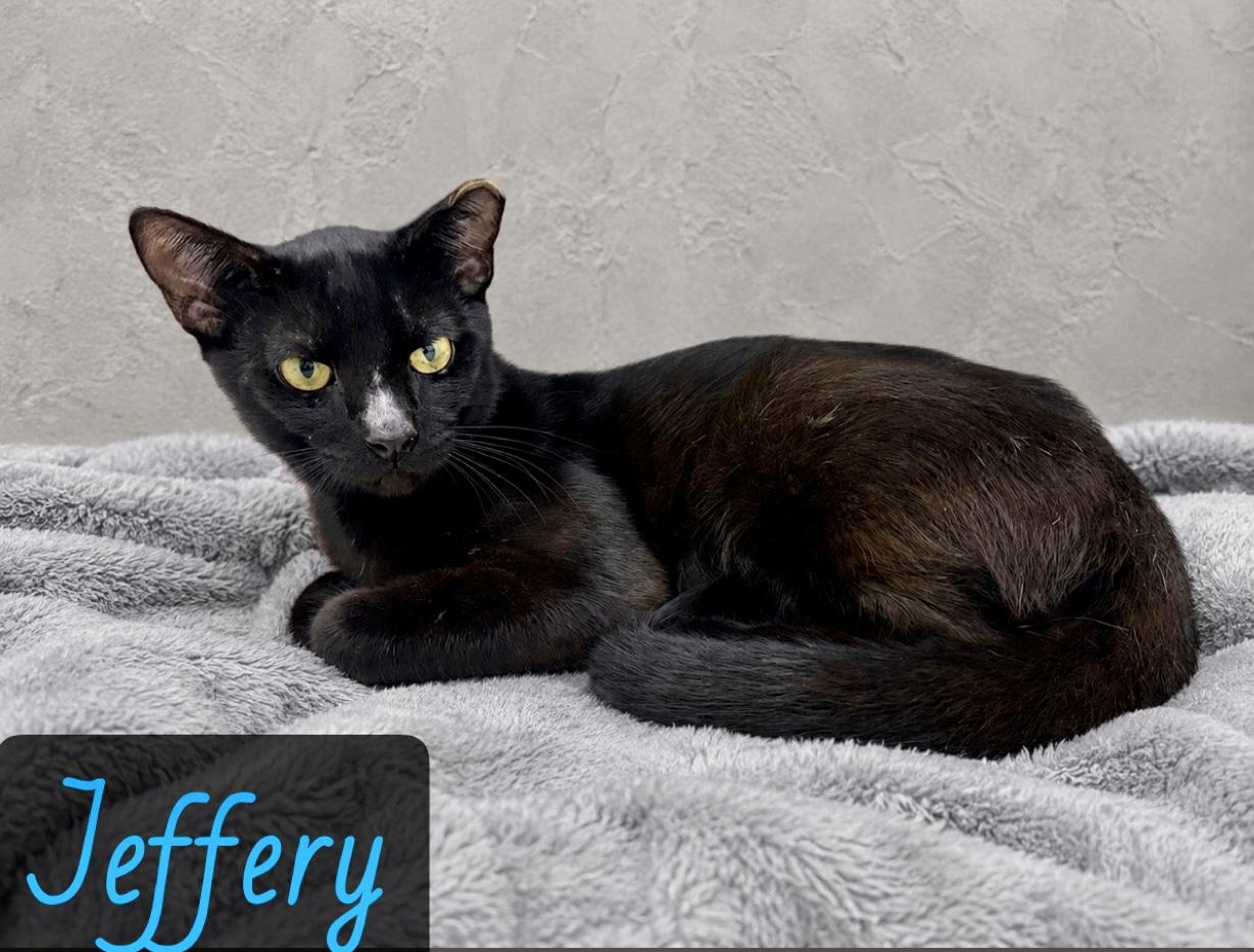 Jeffrey, Adoptable, Adult Male Domestic Short Hair.