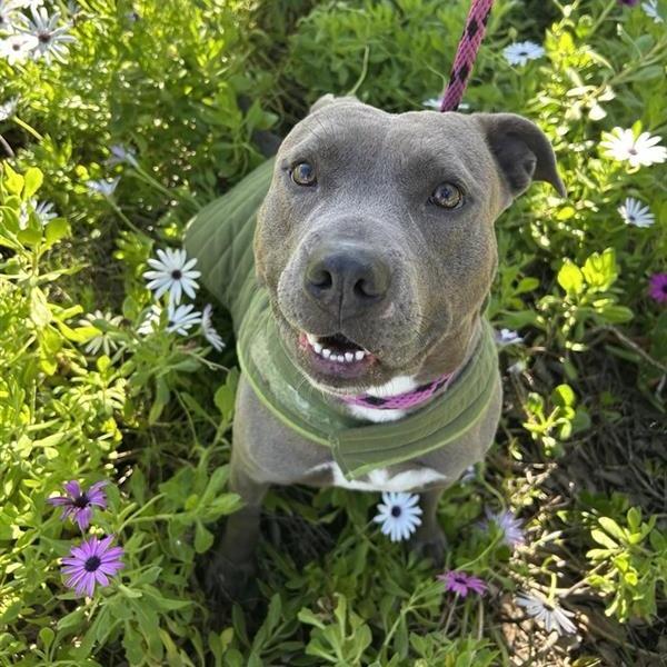 Cindy Lou, Adoptable, Adult Female Pit Bull Terrier.
