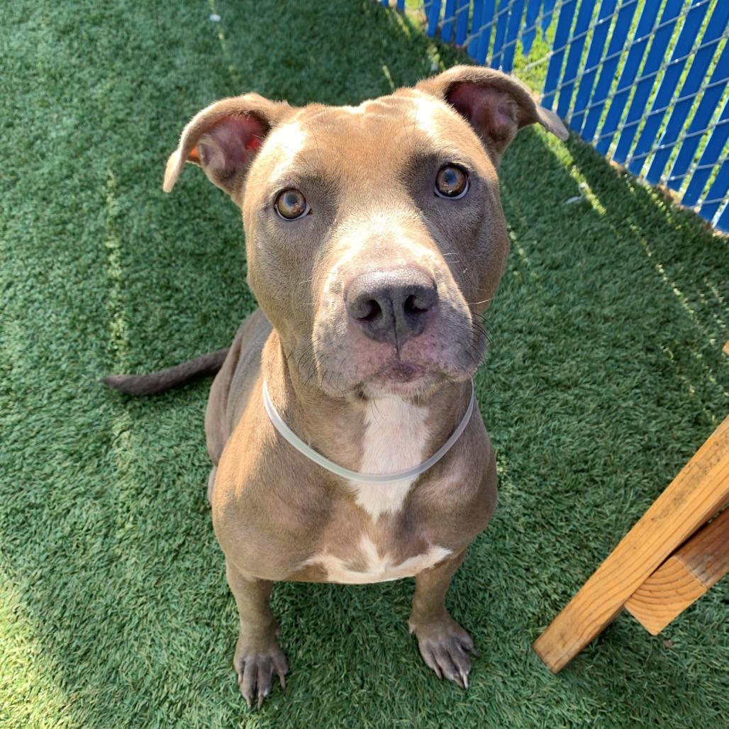 Cindy Lou, Adoptable, Adult Female Pit Bull Terrier.