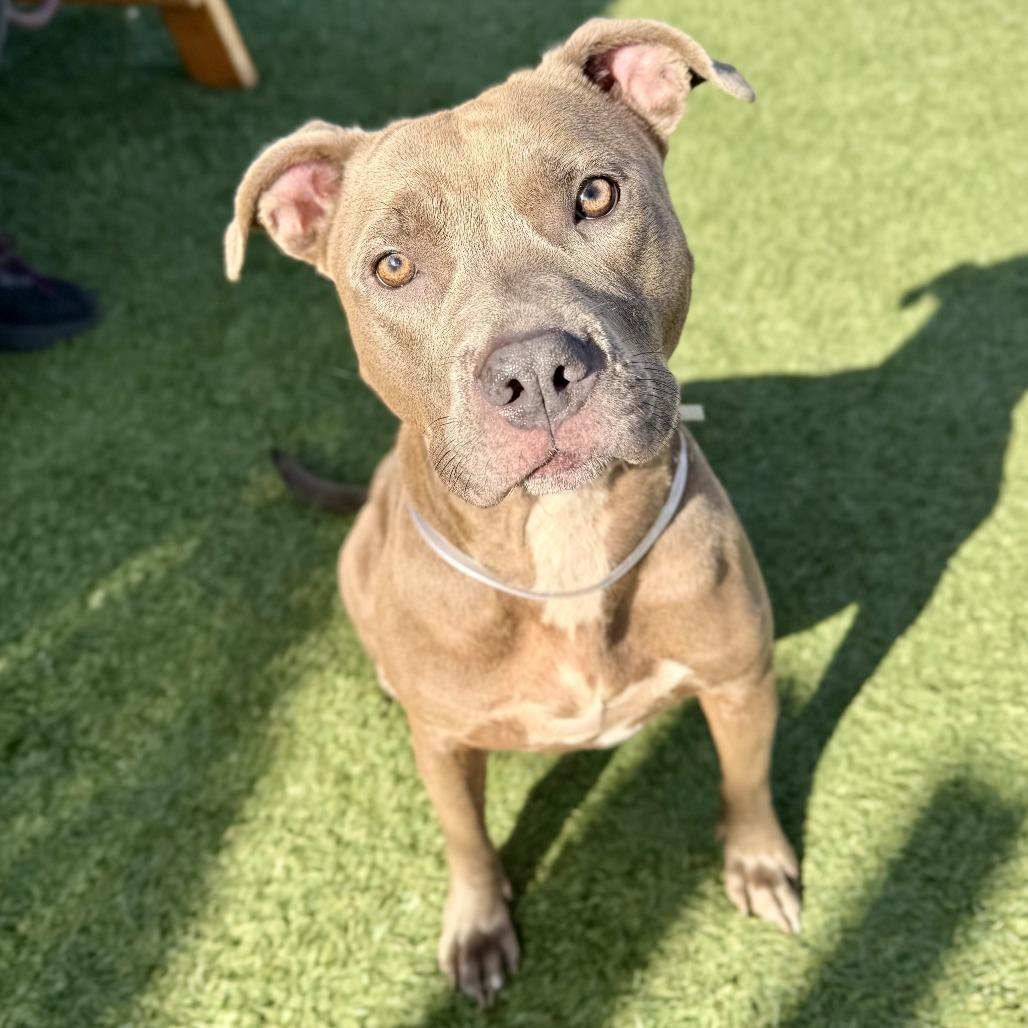 Cindy Lou, a Adoptable Pit Bull Terrier in Hawthorne, CA image 2/2