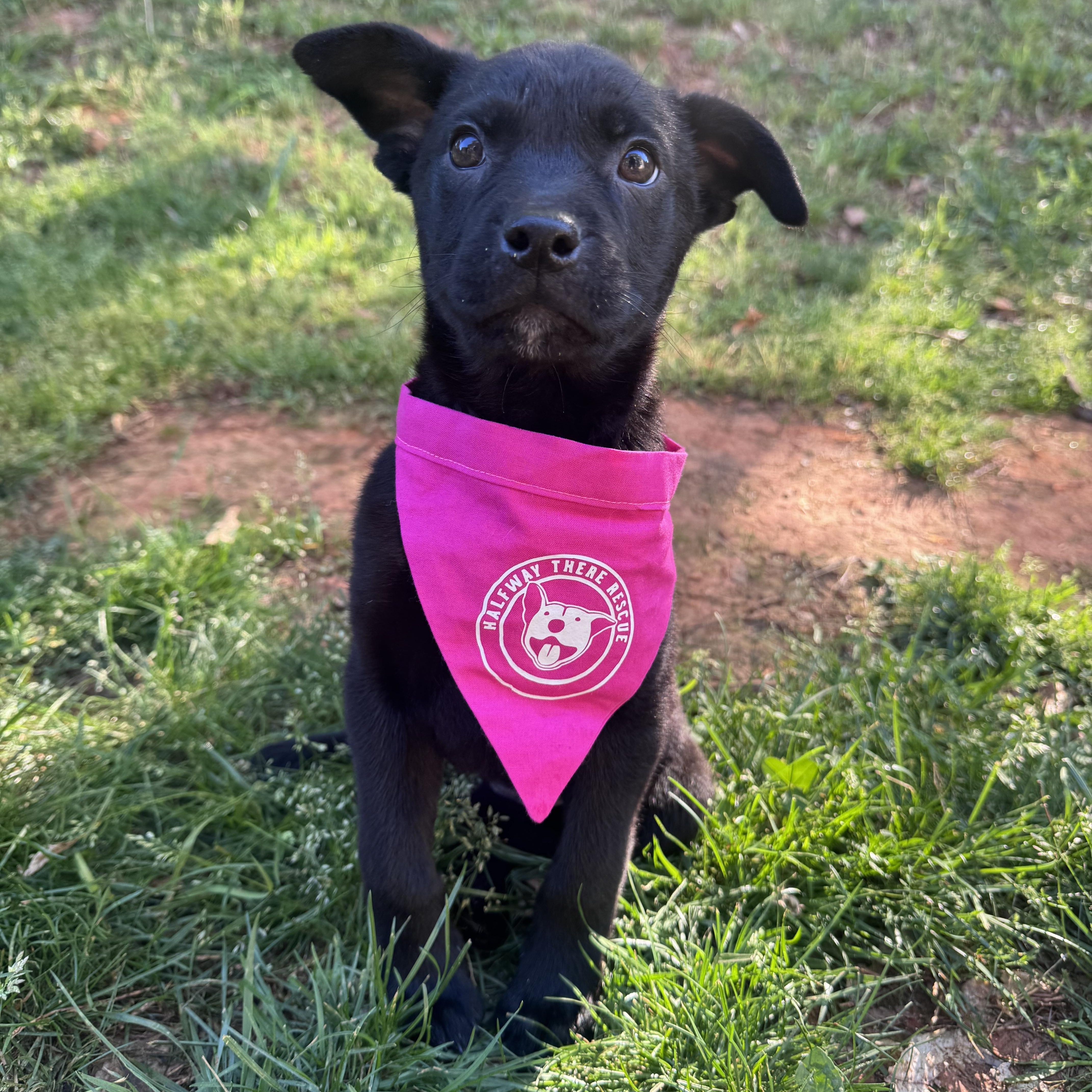 Enlarge Petunia, an adopted mixed breed in Rock Hill, SC image 2/6
