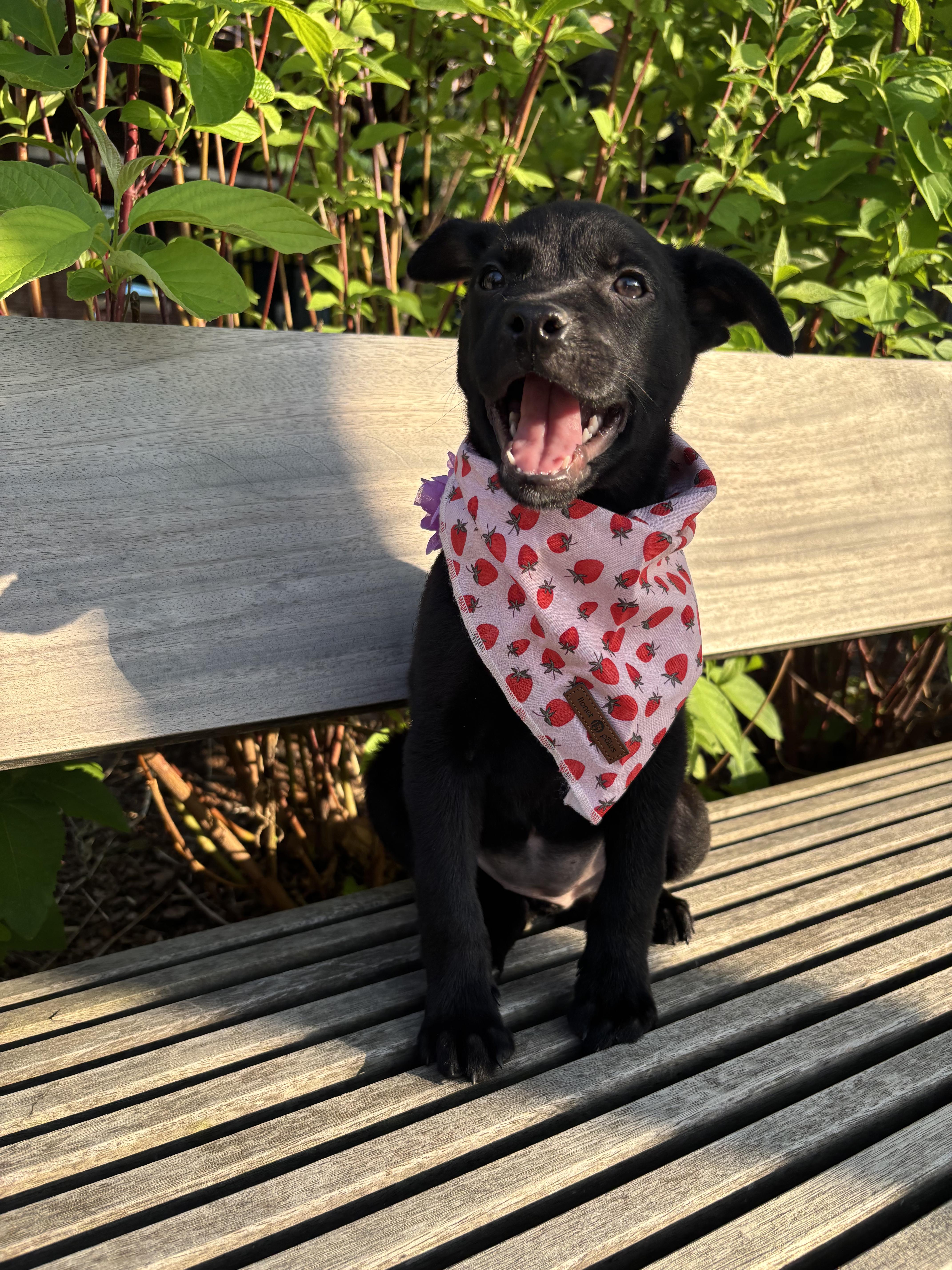 Petunia, adopted, Puppy Female Labrador Retriever & Border Collie.
